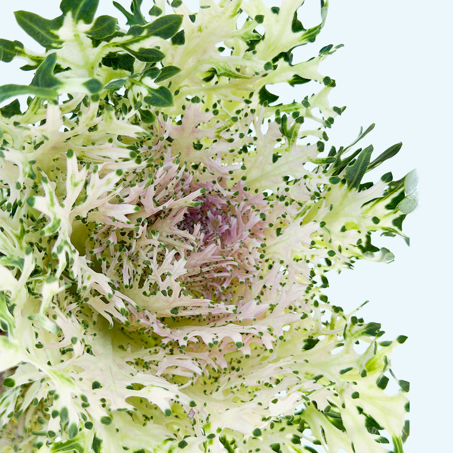 Kale Feather King White