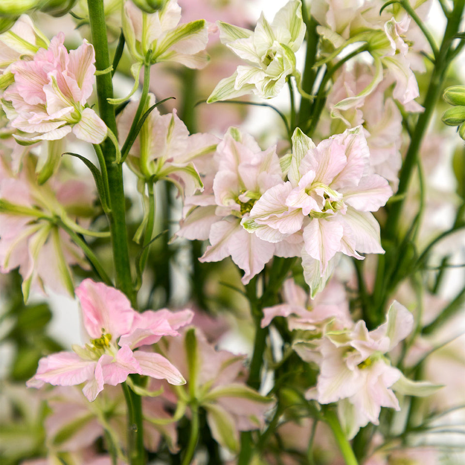 Larkspur Pink | Sami Sacha Flowers