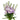 Lavender Stock