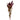 Leucadendron Jester