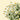 Feverfew Daisy Matricaria Recutita