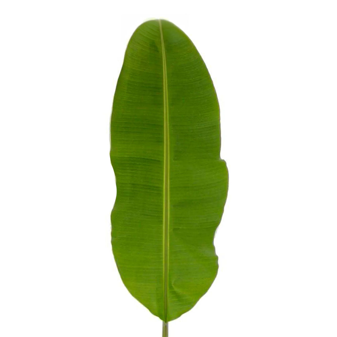 Musa Leaves | Sami Sacha Flowers