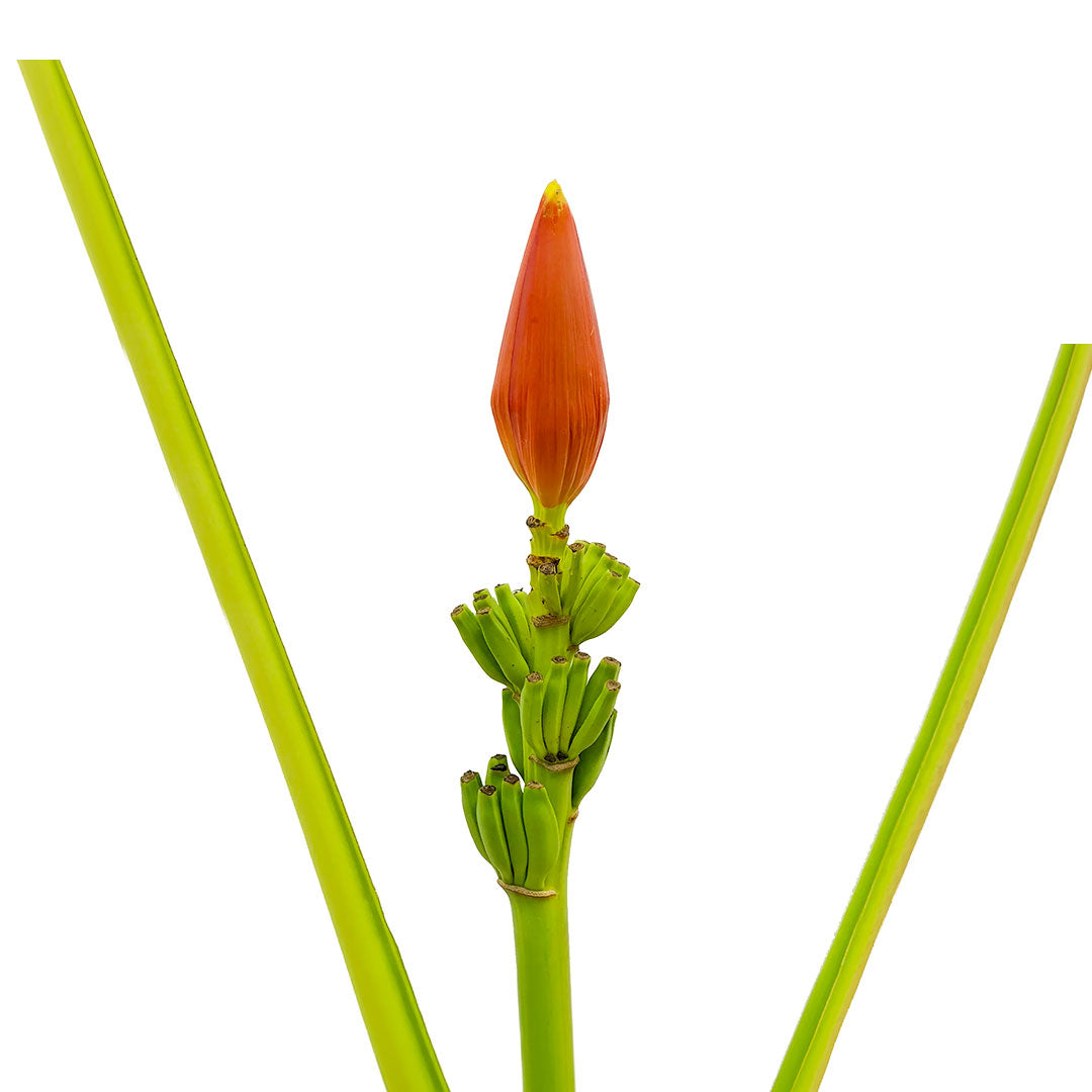 Musa Orange | Sami Sacha Flowers