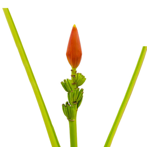 Musa Orange