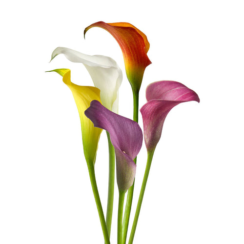 Assorted Mini Callas