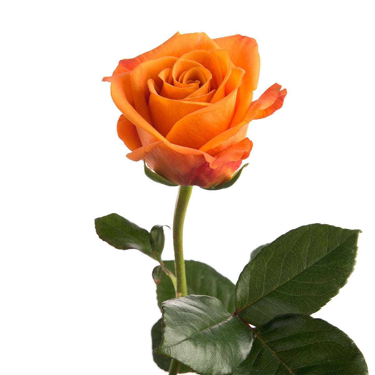 Orange Roses | Sami Sacha Flowers