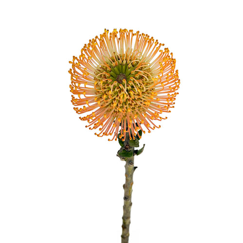 Leucospermum Pin Cushion Scarlett