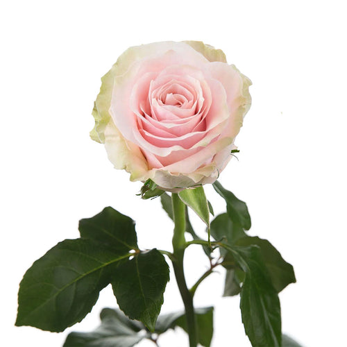 Pink Mondial Rose