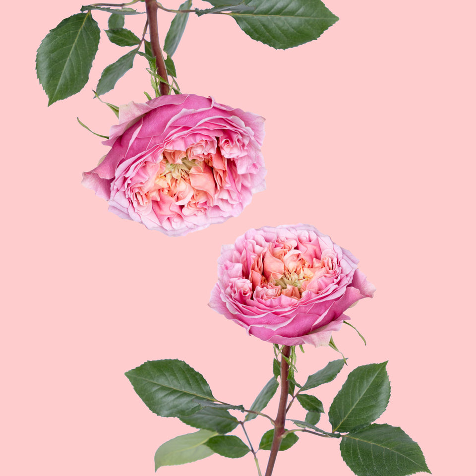Pink Monster Garden Rose | Sami Sacha Flowers