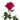 Hot Pink Roses