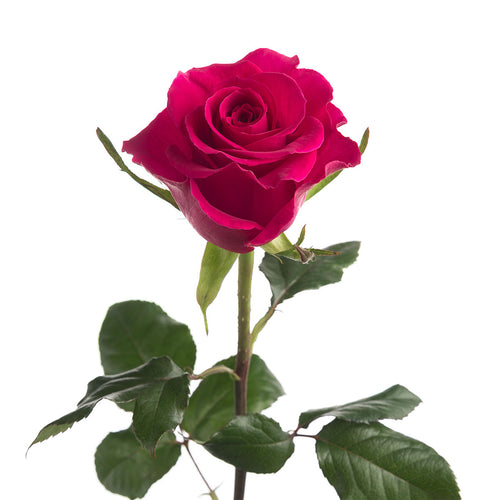 Hot Pink Roses