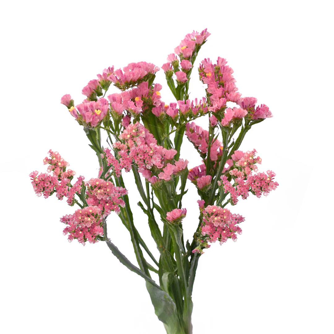 Statice | Sami Sacha Flowers