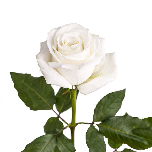Playa Blanca Rose