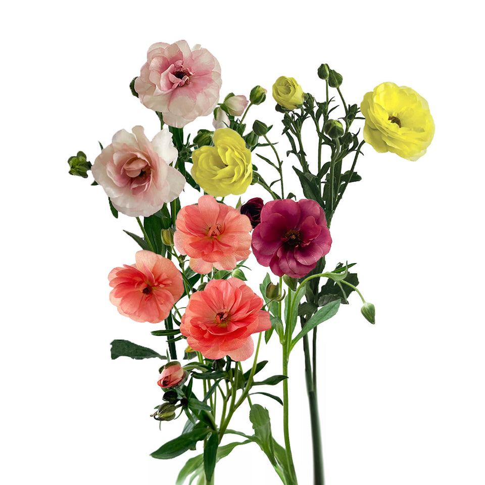 Ranunculus Butterfly Assorted | Sami Sacha Flowers