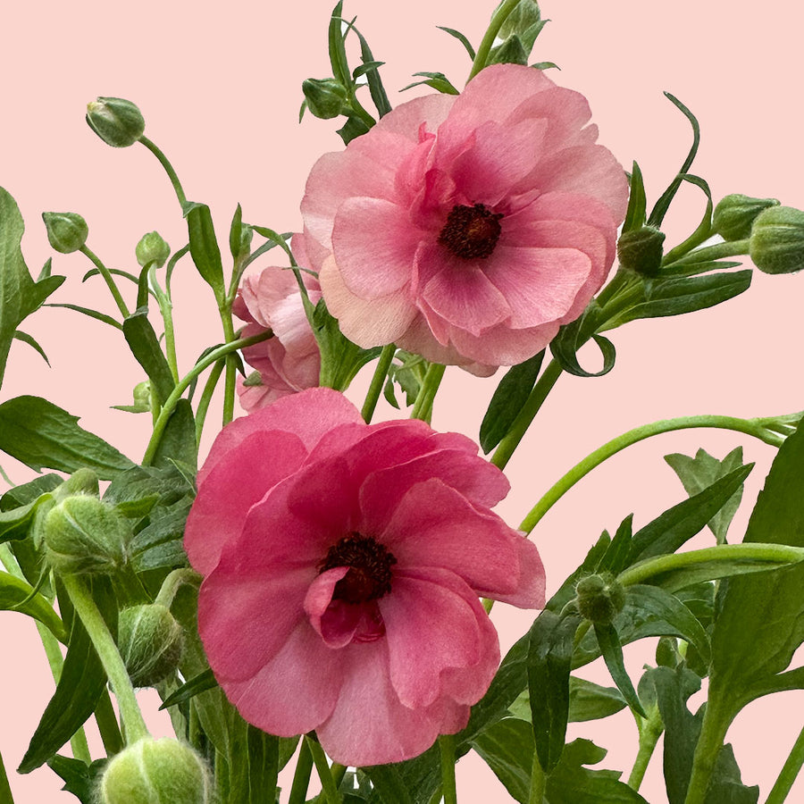 Ranunculus Butterfly Hera