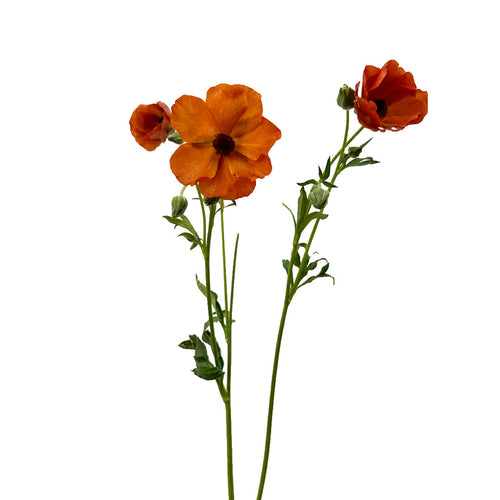 Ranunculus Butterfly Minoan