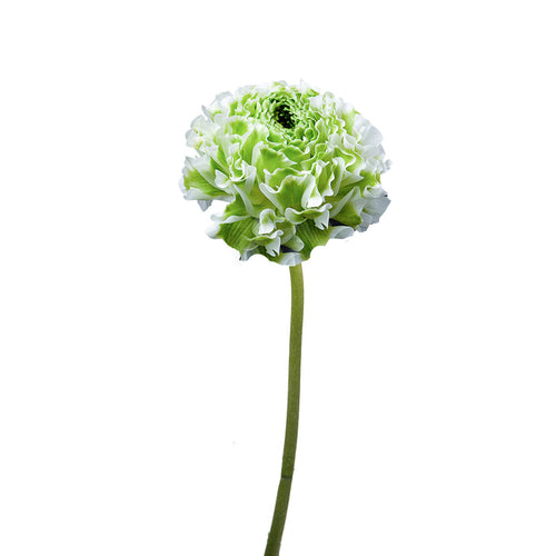 Pon Pon Igloo Ranunculus