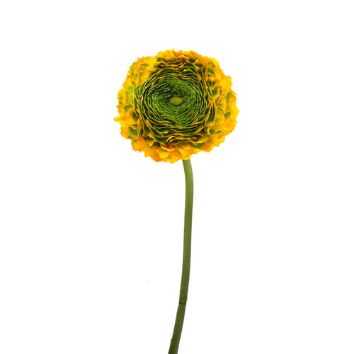 Pon Pon Merlino Ranunculus