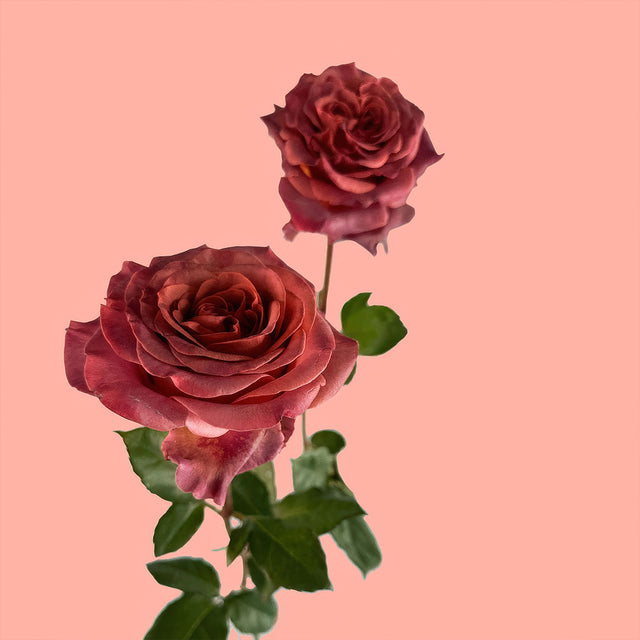 Razzmatazz Garden Rose | Sami Sacha Flowers