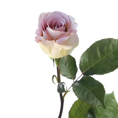 Amnesia Rose