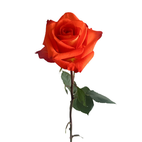 Hornbill Rose