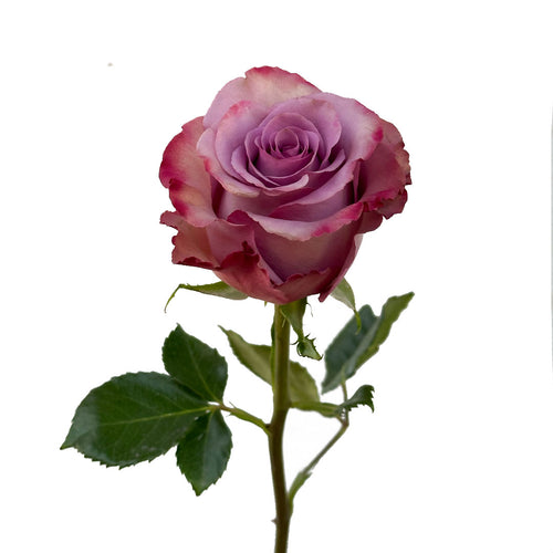 Govinda Rose