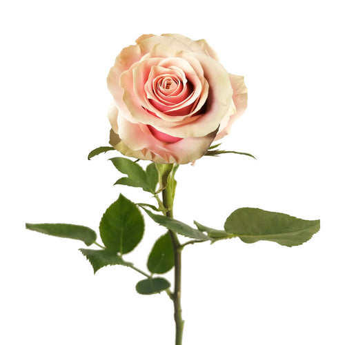 Pink Amaretto Rose