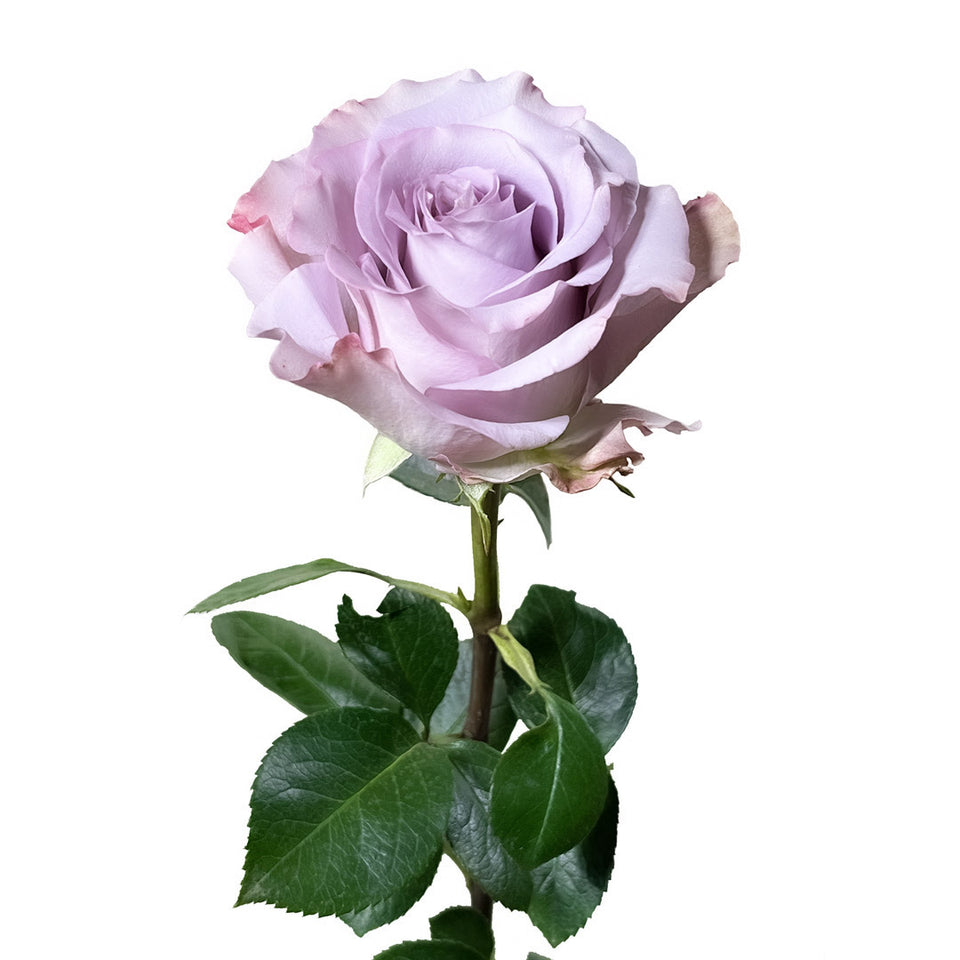 Star Something Roses Star Platinum Rose | Sami Sacha Flowers