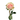 Absolute in Pink Rose