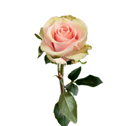 Absolute in Pink Rose