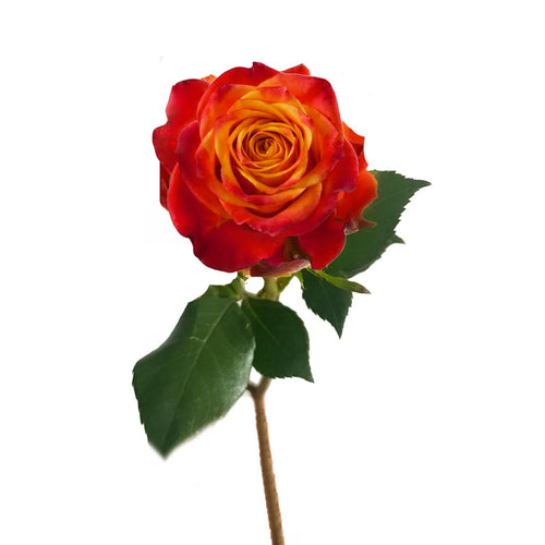 Atomic Rose