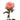 Baru Rose