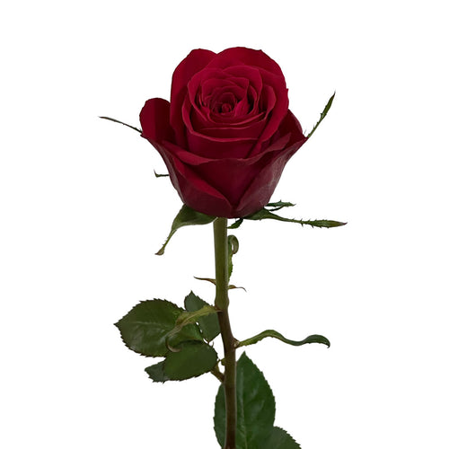 Brave Rose