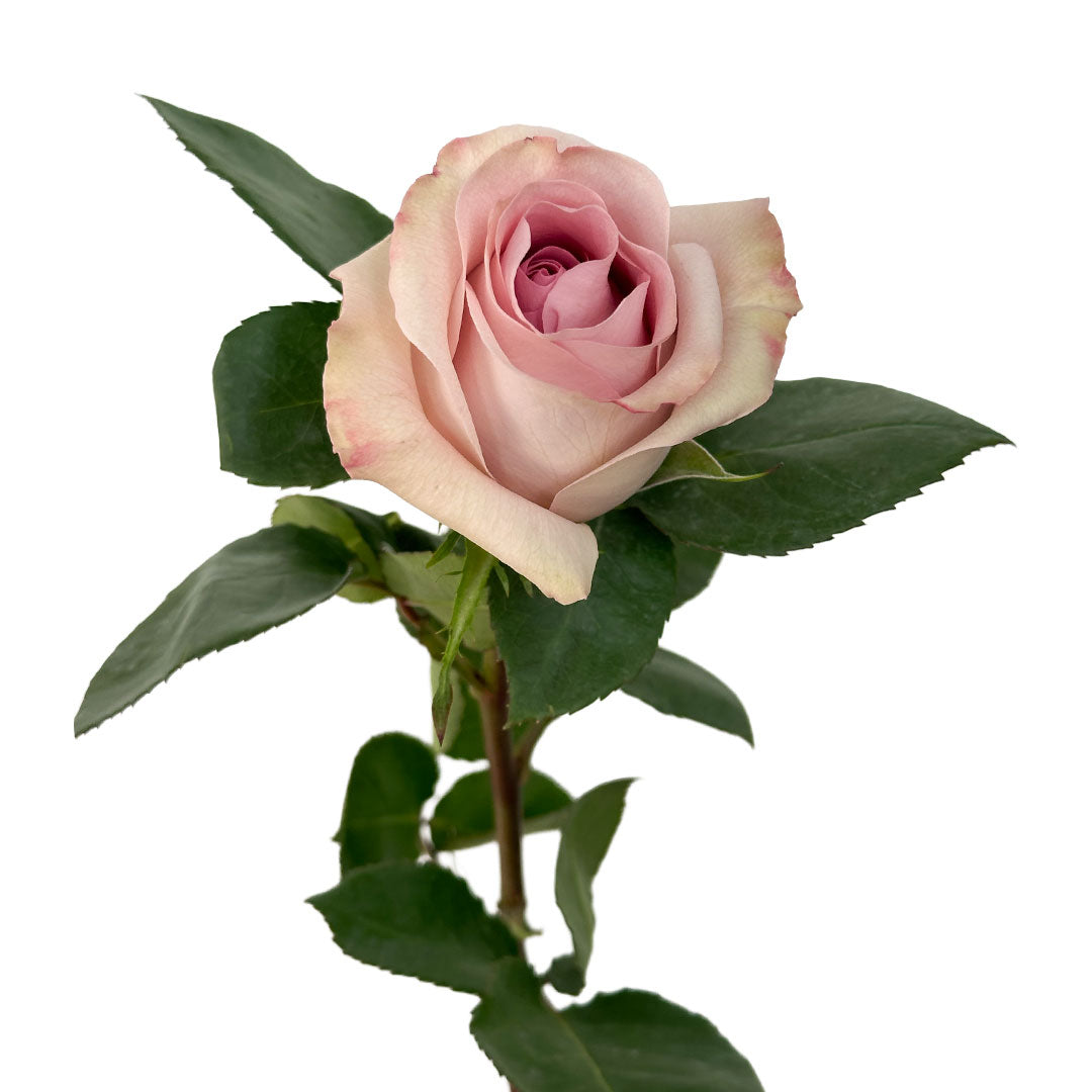 Fair Lady Rose | Sami Sacha Flowers