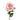 Fair Lady Rose