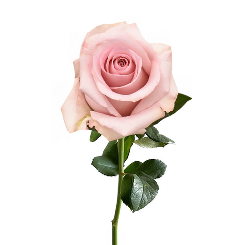 Fair Lady Rose