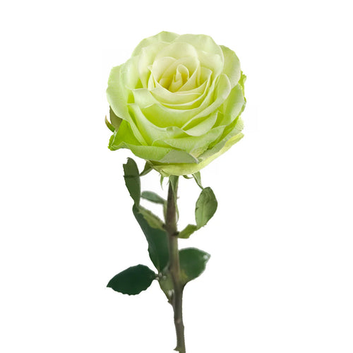 Green Romance Rose