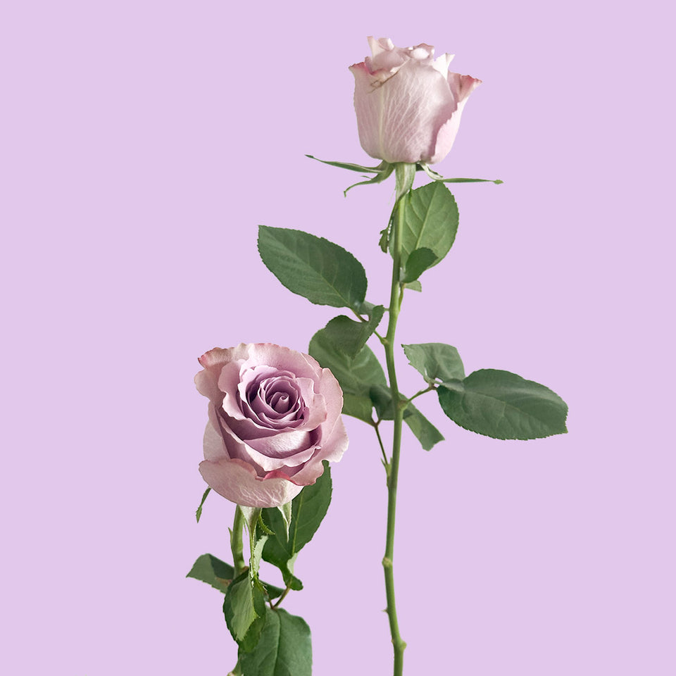Grey Knights Rose | Sami Sacha Flowers