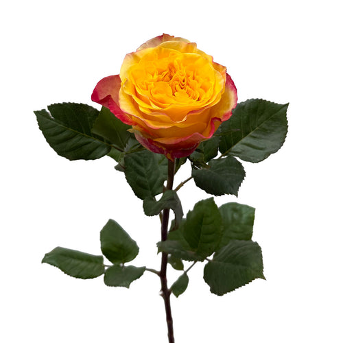 Honey Bee Garden Rose