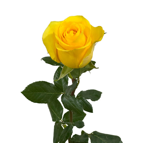 Momentum Rose