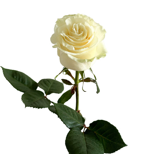 Mondial Rose