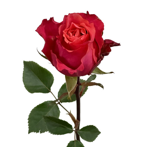 Nature´s Cherry Garden Rose