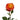 News Flash Garden Rose