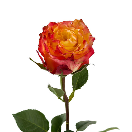 News Flash Garden Rose