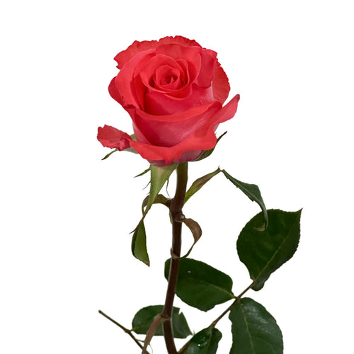 Pink Love Rose