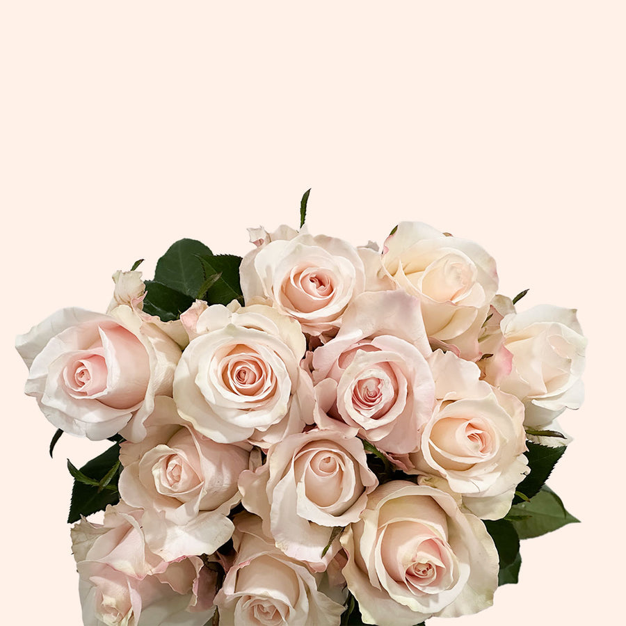 Sweet Bliss Rose