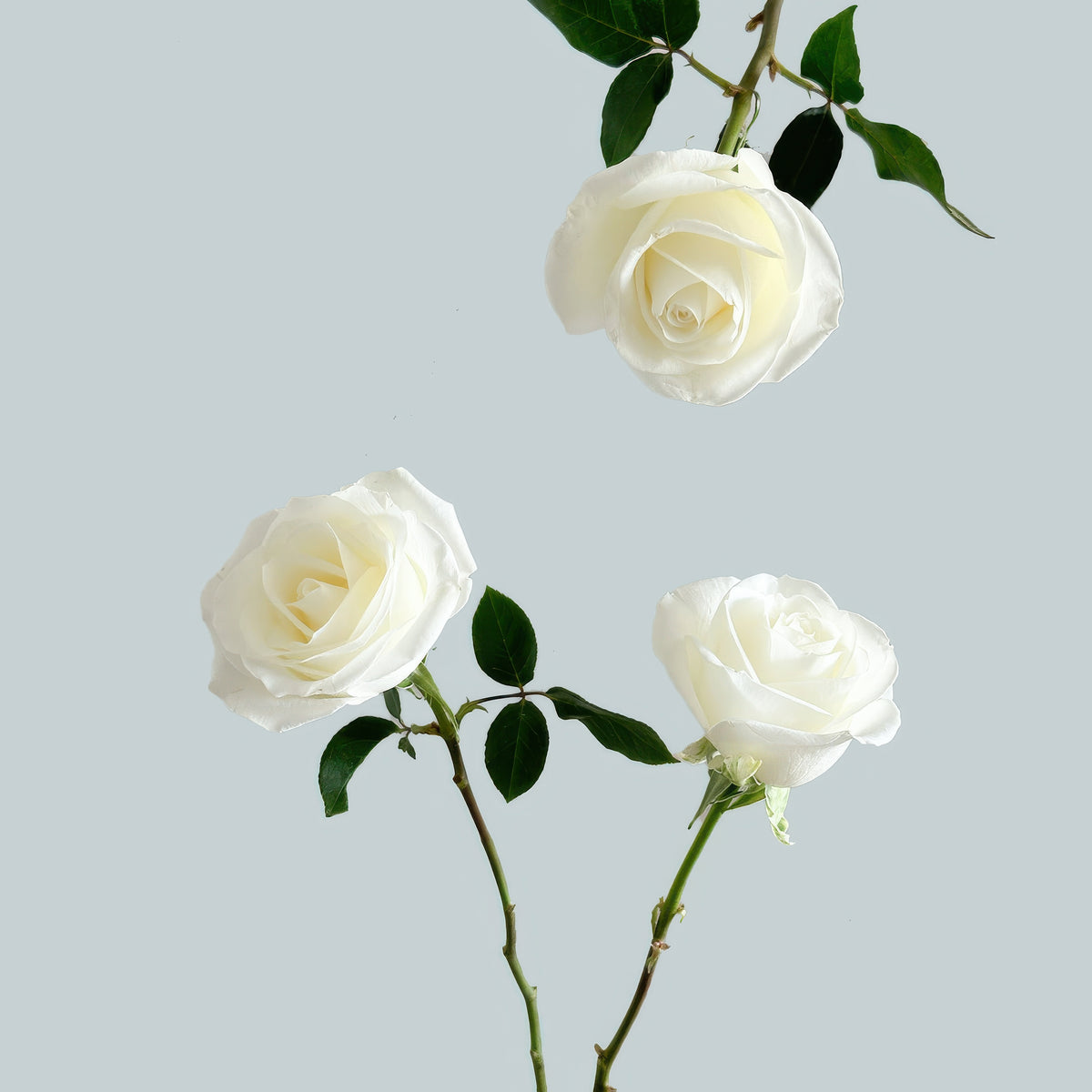 Tibet Rose | Sami Sacha Flowers