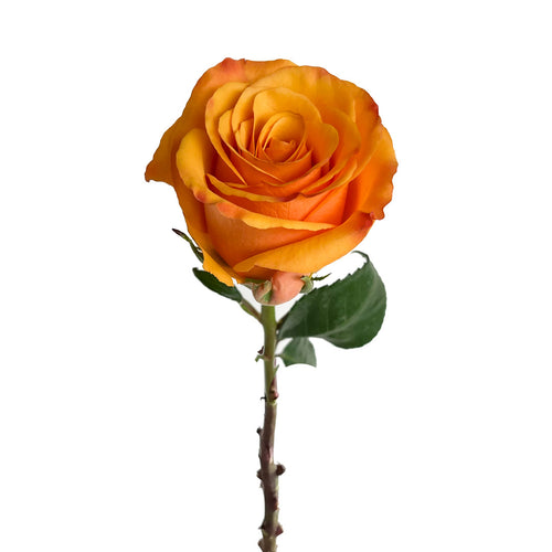 Tycoon Rose