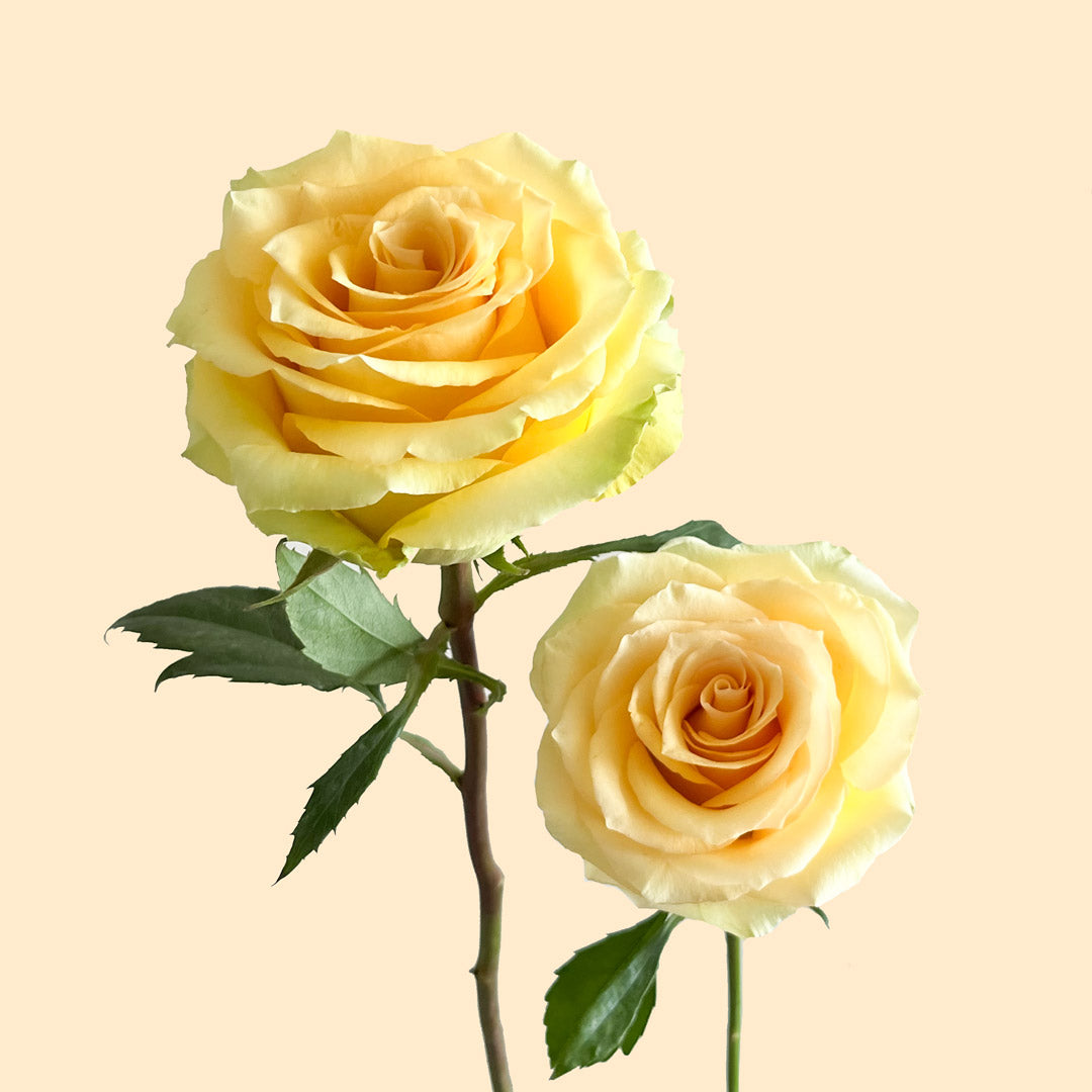 Zanzibar Rose | Sami Sacha Flowers