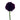 Dark Purple Scabiosa